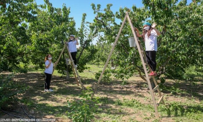 İzmir’de kiraz hasadı için Biz Varız dayanışması başladı